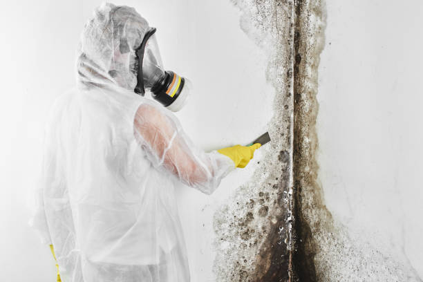 Best Mold Damage Repair  in St Marys, PA