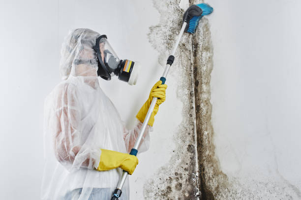Best Mold Cleaning Services  in St Marys, PA