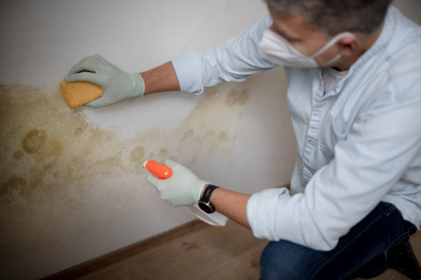 Best Local Mold Removal Service  in St Marys, PA