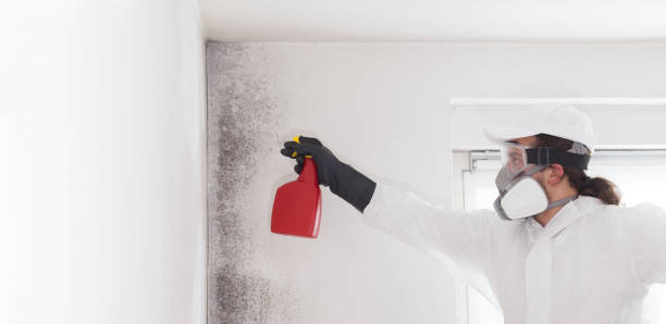 Attic Mold Removal in St Marys, PA