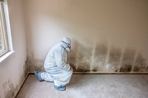Certified Mold Removal in St Marys, PA