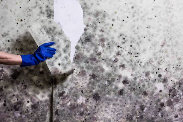 Best Certified Mold Removal  in St Marys, PA