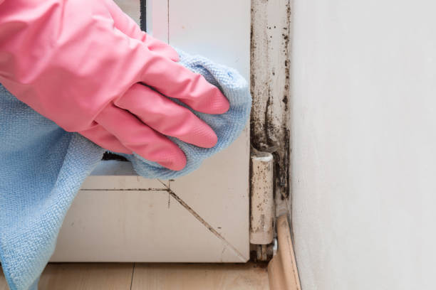 Best Mold Testing  in St Marys, PA
